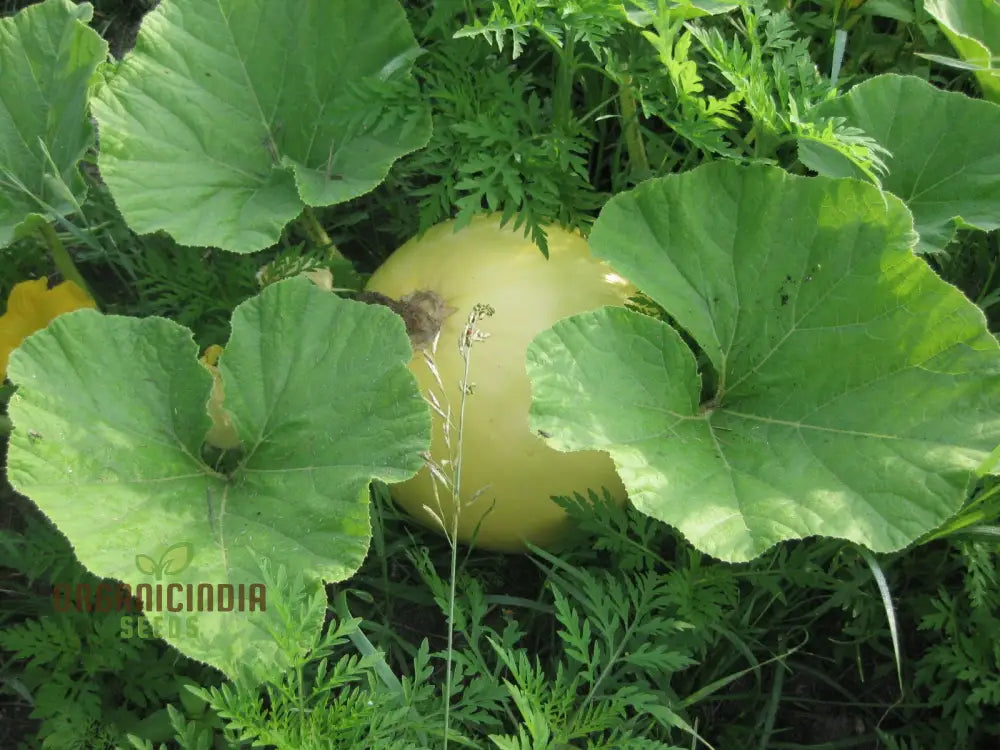 Golden Midget Watermelon Seeds For Planting: Exquisite Gardening Delight For Your Summer Harvest