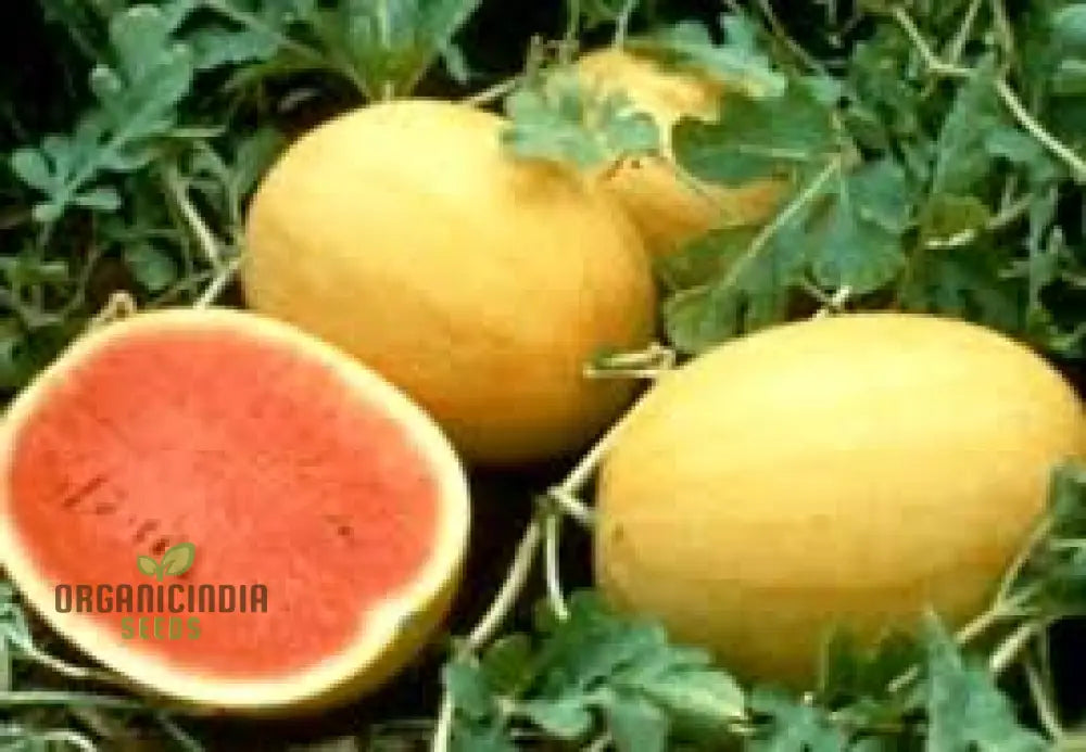 Golden Midget Watermelon Seeds For Planting: Exquisite Gardening Delight For Your Summer Harvest