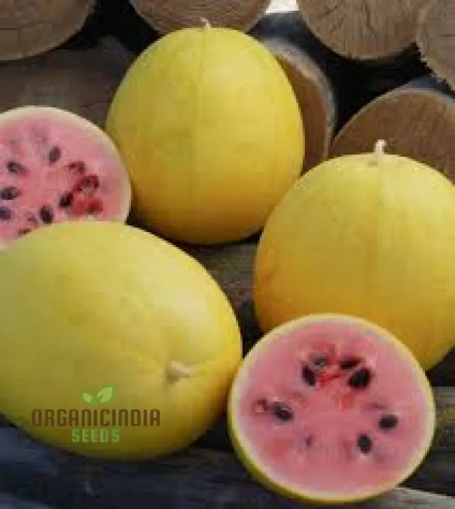 Golden Midget Watermelon Seeds For Planting: Exquisite Gardening Delight For Your Summer Harvest