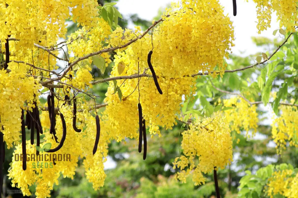 Golden Shower Tree Seeds For Planting Complete Guide To Growing Beautiful Blossoms In Your Garden