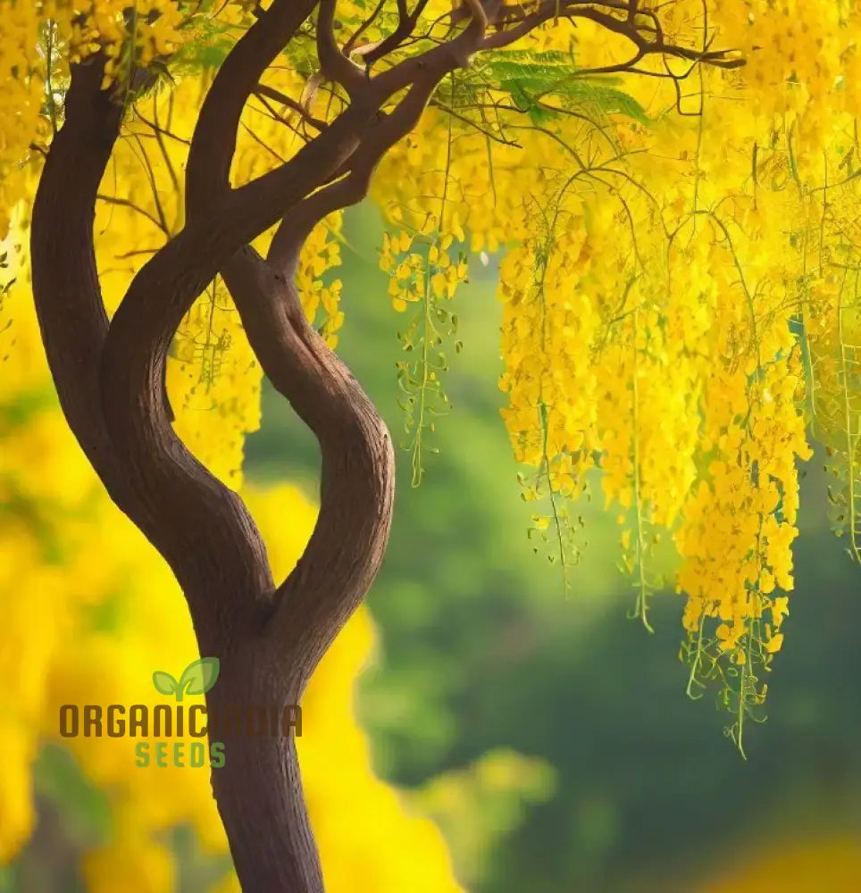 Golden Shower Tree Seeds For Planting Complete Guide To Growing Beautiful Blossoms In Your Garden