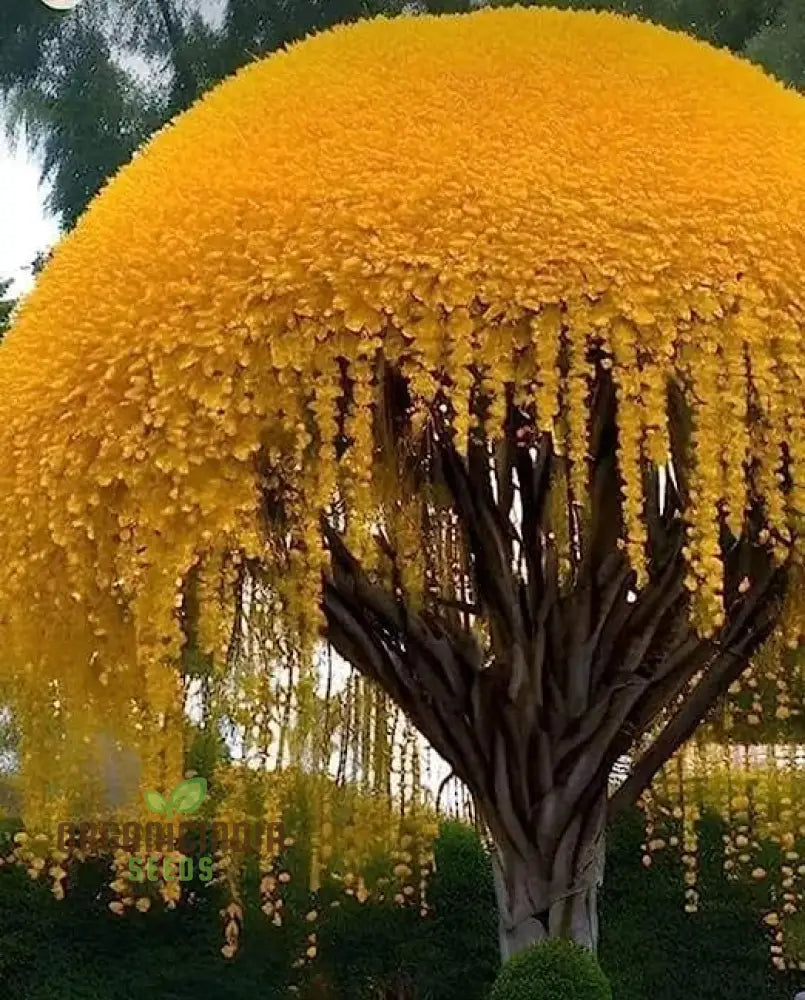 Golden Shower Tree Seeds For Planting Complete Guide To Growing Beautiful Blossoms In Your Garden