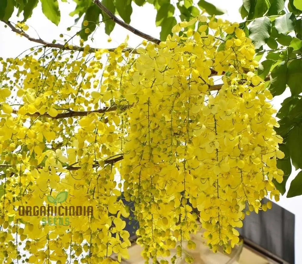 Golden Shower Tree Seeds For Planting Complete Guide To Growing Beautiful Blossoms In Your Garden