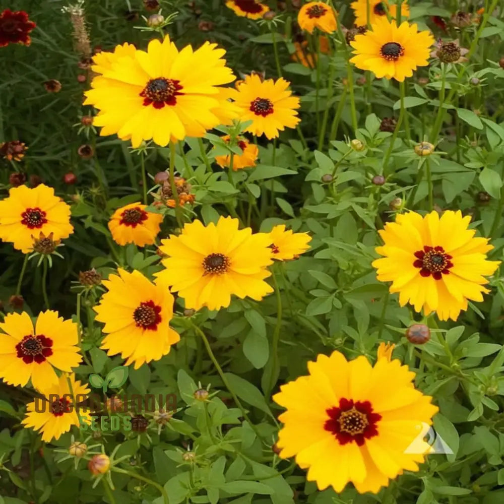 Golden Wave Coreopsis Tickseed Flower Seeds - Brilliant Blooms For Sunny Garden Borders Seeds