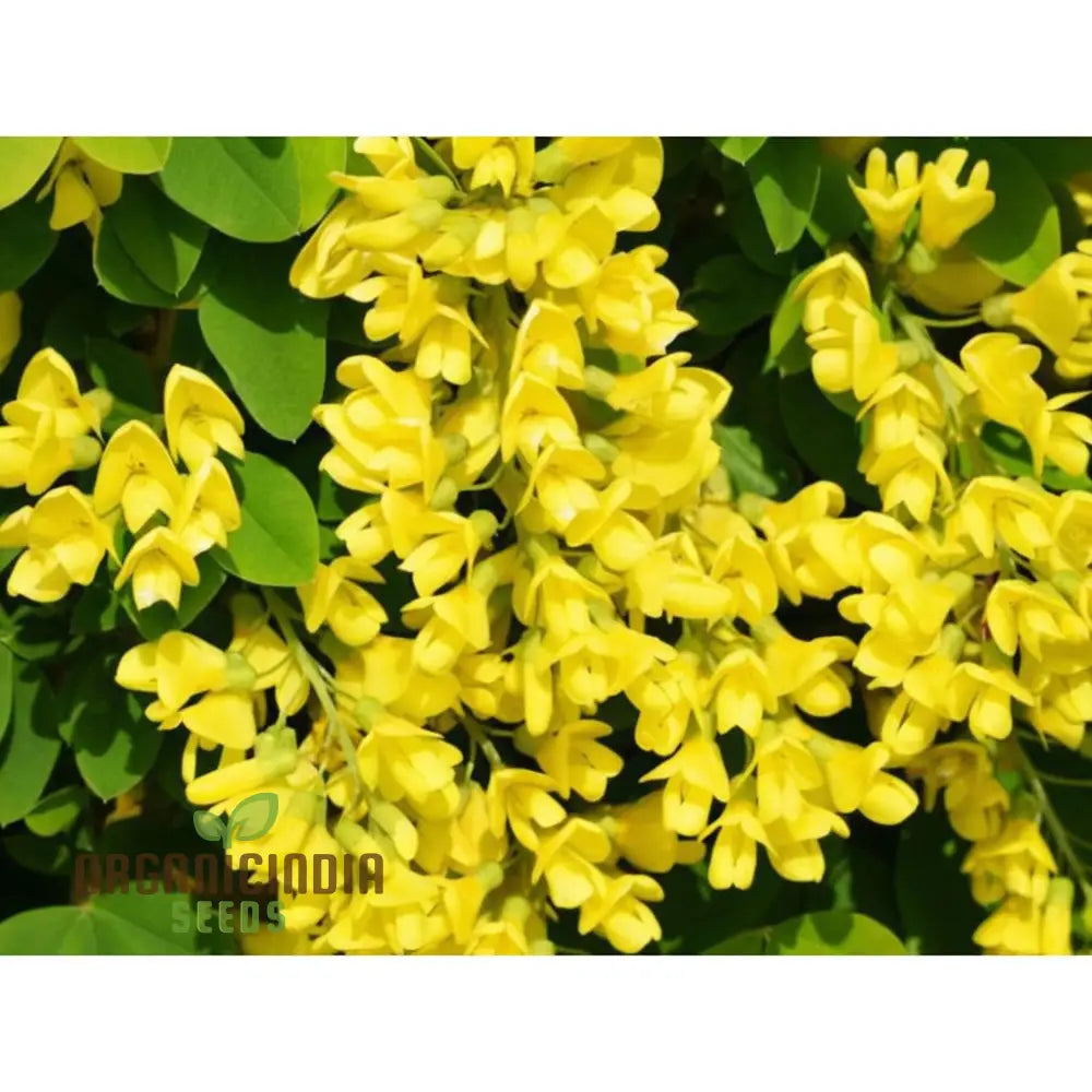 Golden Yellow Laburnum Flowers Tree Seeds Spectacular Cascading Blooms Radiant And Majestic Garden