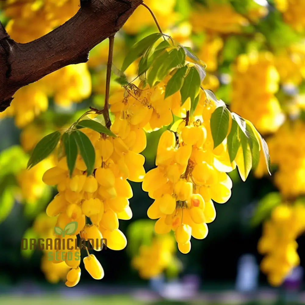 Golden Yellow Laburnum Flowers Tree Seeds Spectacular Cascading Blooms Radiant And Majestic Garden