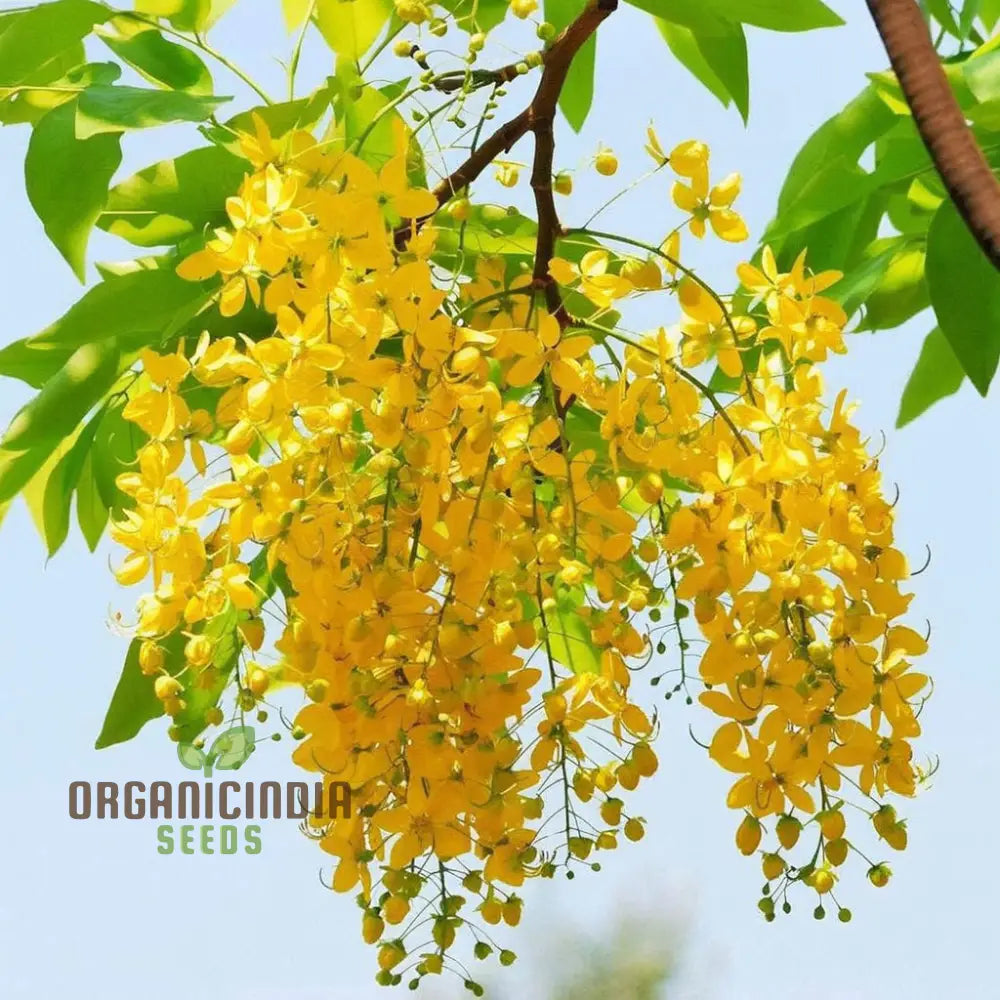 Golden Yellow Laburnum Flowers Tree Seeds Spectacular Cascading Blooms Radiant And Majestic Garden