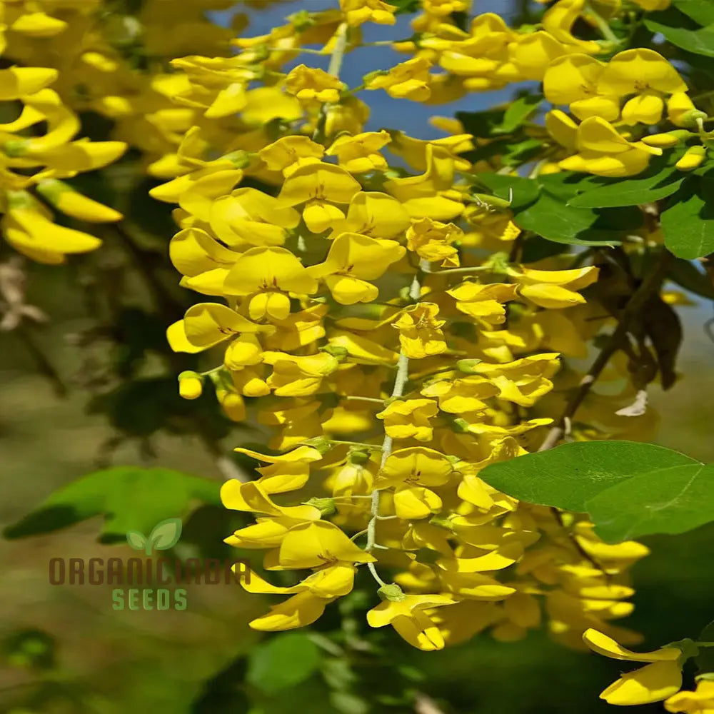 Golden Yellow Laburnum Flowers Tree Seeds Spectacular Cascading Blooms Radiant And Majestic Garden