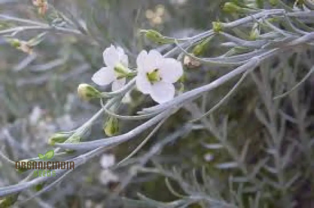 Gomphostigma Virgatum ’White Candy’ Seeds For Planting- Ideal For Gardening Enthusiasts Seeking