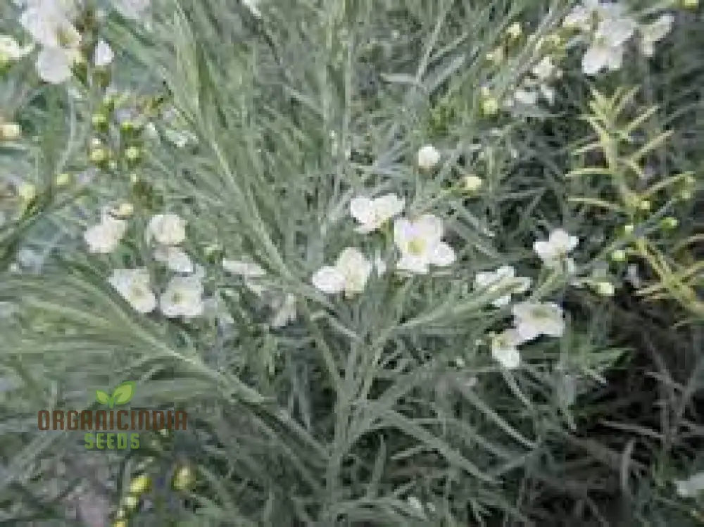 Gomphostigma Virgatum ’White Candy’ Seeds For Planting- Ideal For Gardening Enthusiasts Seeking