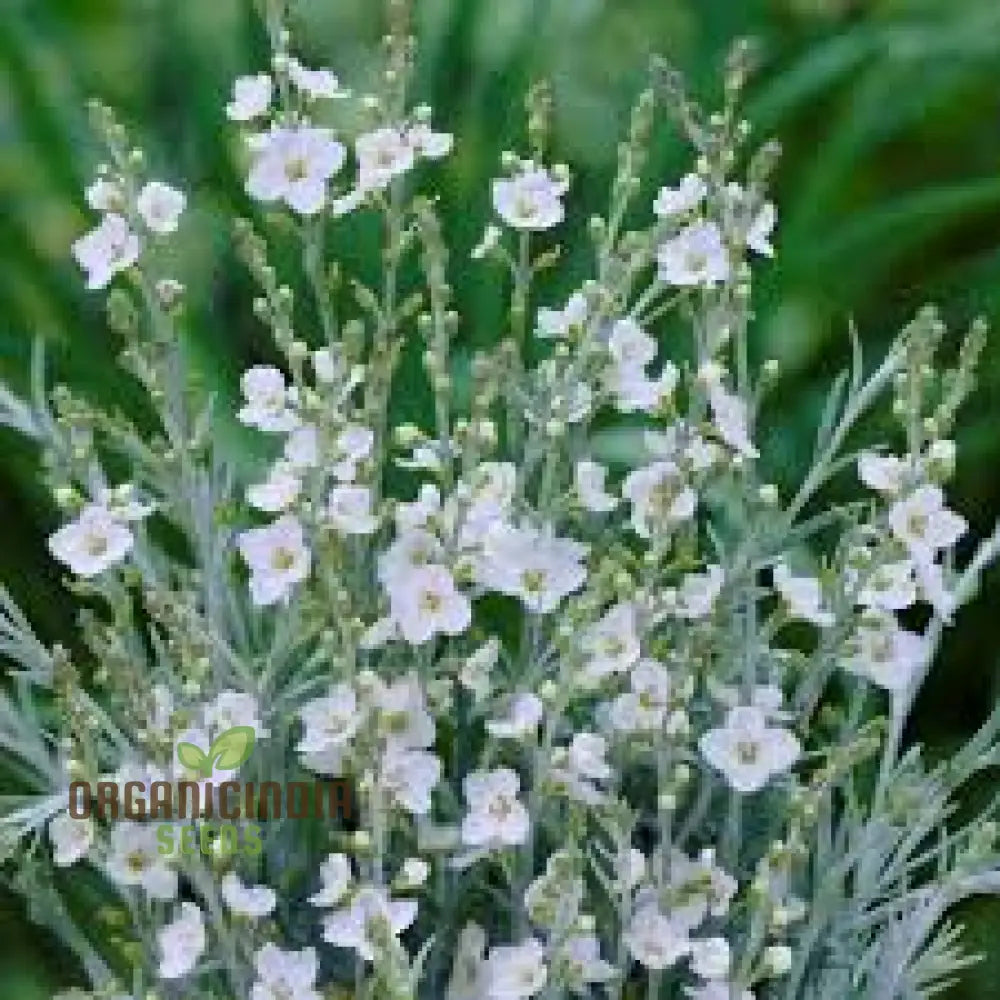 Gomphostigma Virgatum ’White Candy’ Seeds For Planting- Ideal For Gardening Enthusiasts Seeking