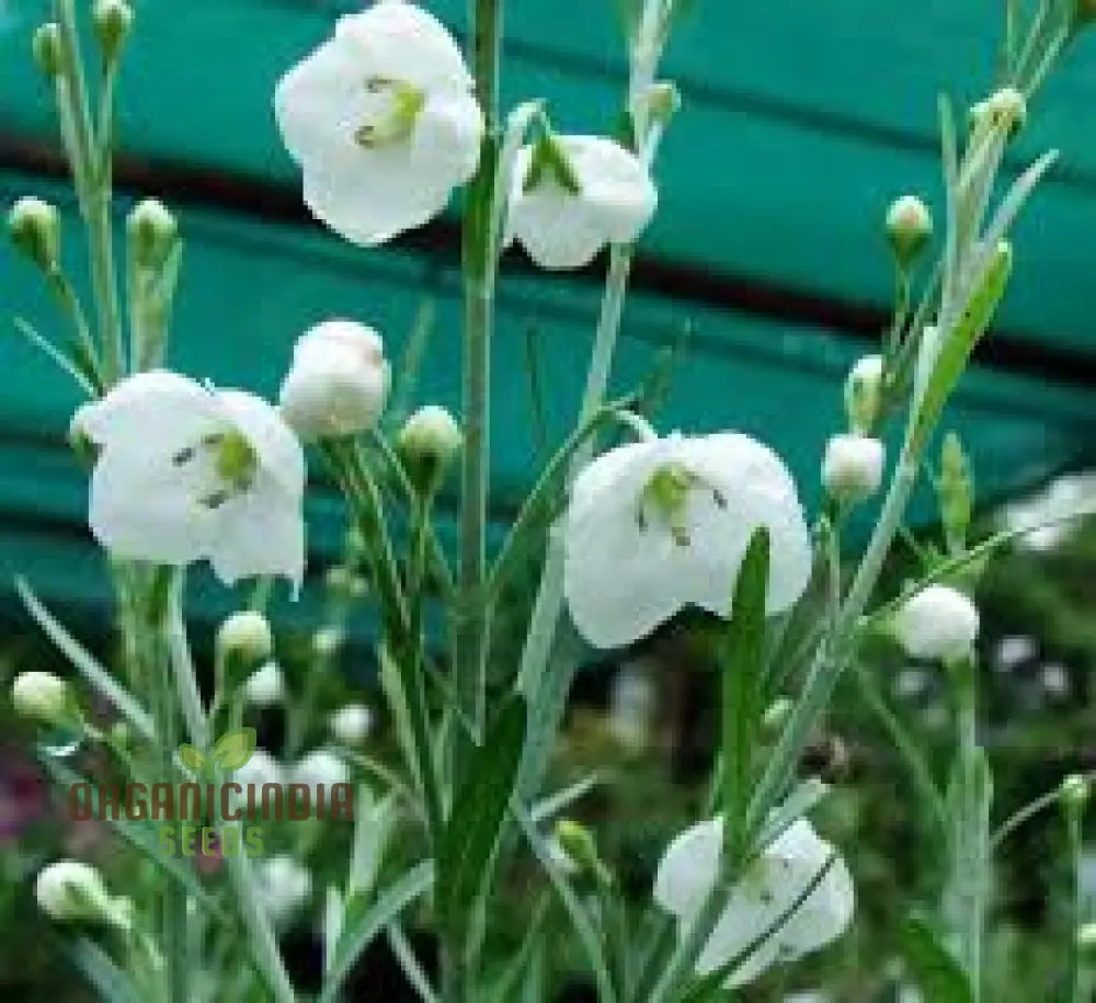 Gomphostigma Virgatum ’White Candy’ Seeds For Planting- Ideal For Gardening Enthusiasts Seeking