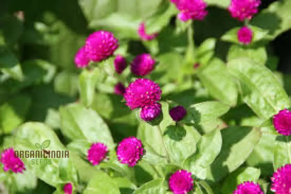 Gomphrena Globosa Ribena Ruffles Seeds: The Ultimate Ornamental Garden Delight For Stunning