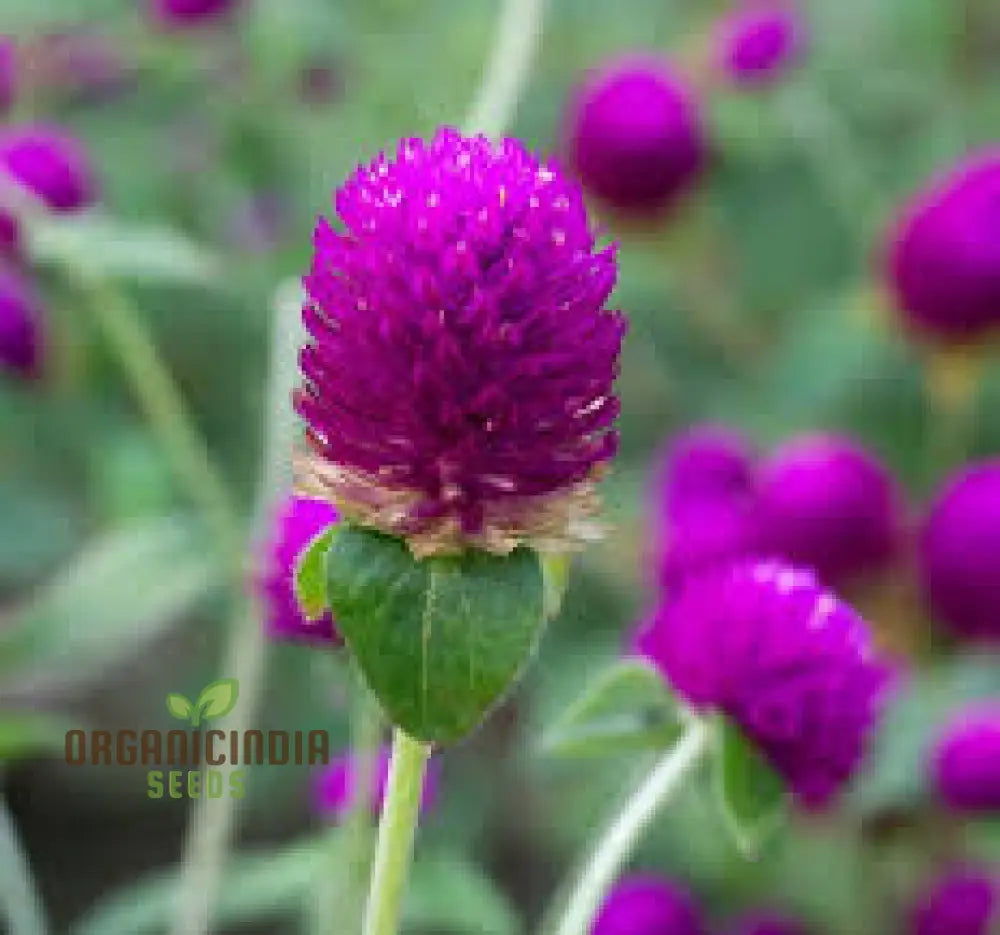 Gomphrena Globosa Ribena Ruffles Seeds: The Ultimate Ornamental Garden Delight For Stunning