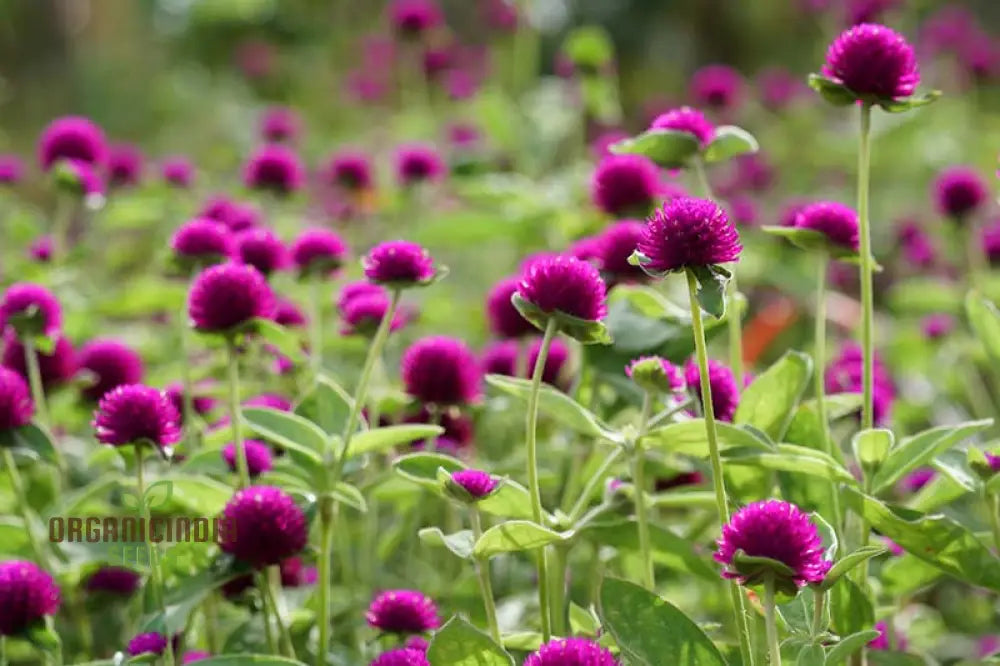 Gomphrena Globosa Ribena Ruffles Seeds: The Ultimate Ornamental Garden Delight For Stunning