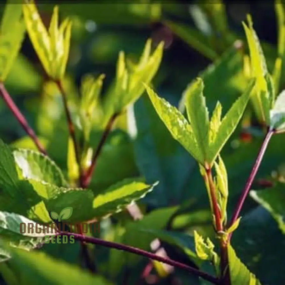 Gongura Leaves Seeds For Planting - High-Quality Your Garden