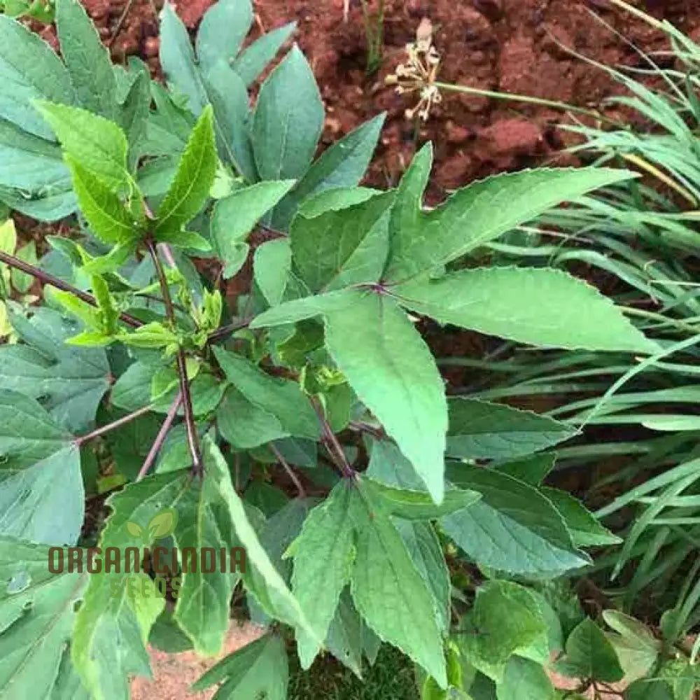 Gongura Leaves Seeds For Planting - High-Quality Your Garden