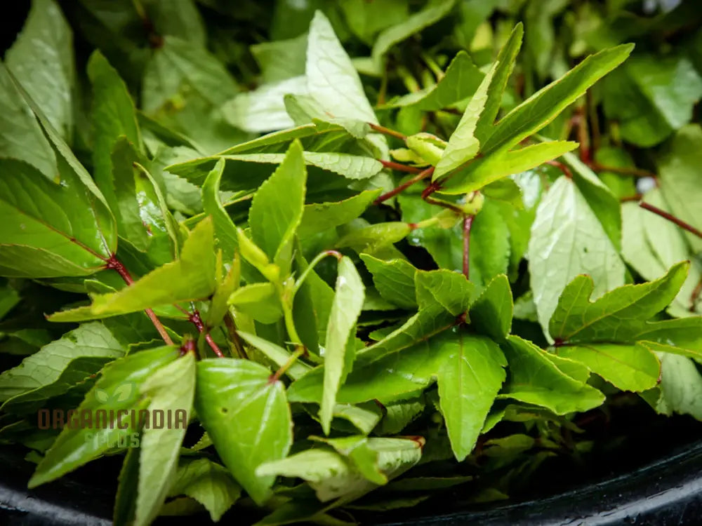 Gongura Leaves Seeds For Planting - High-Quality Your Garden