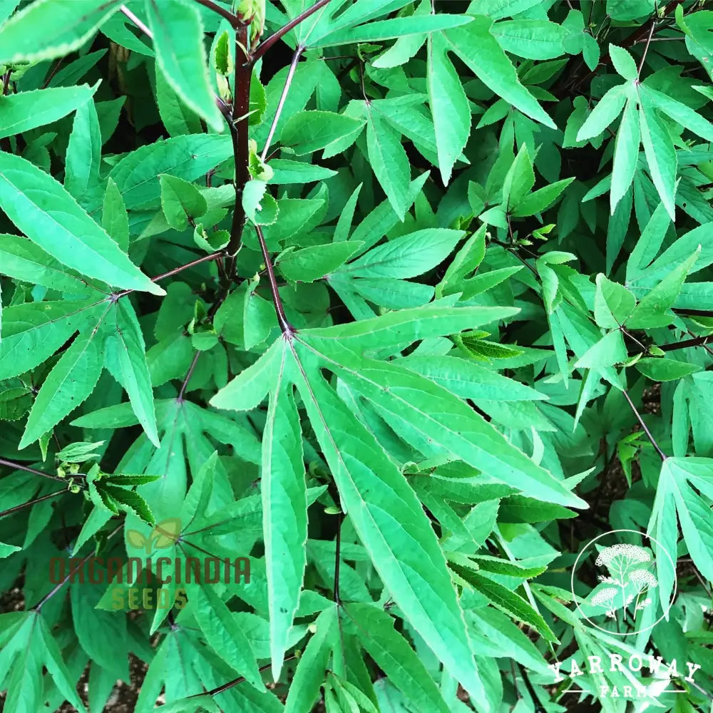 Gongura Leaves Seeds For Planting - High-Quality Your Garden