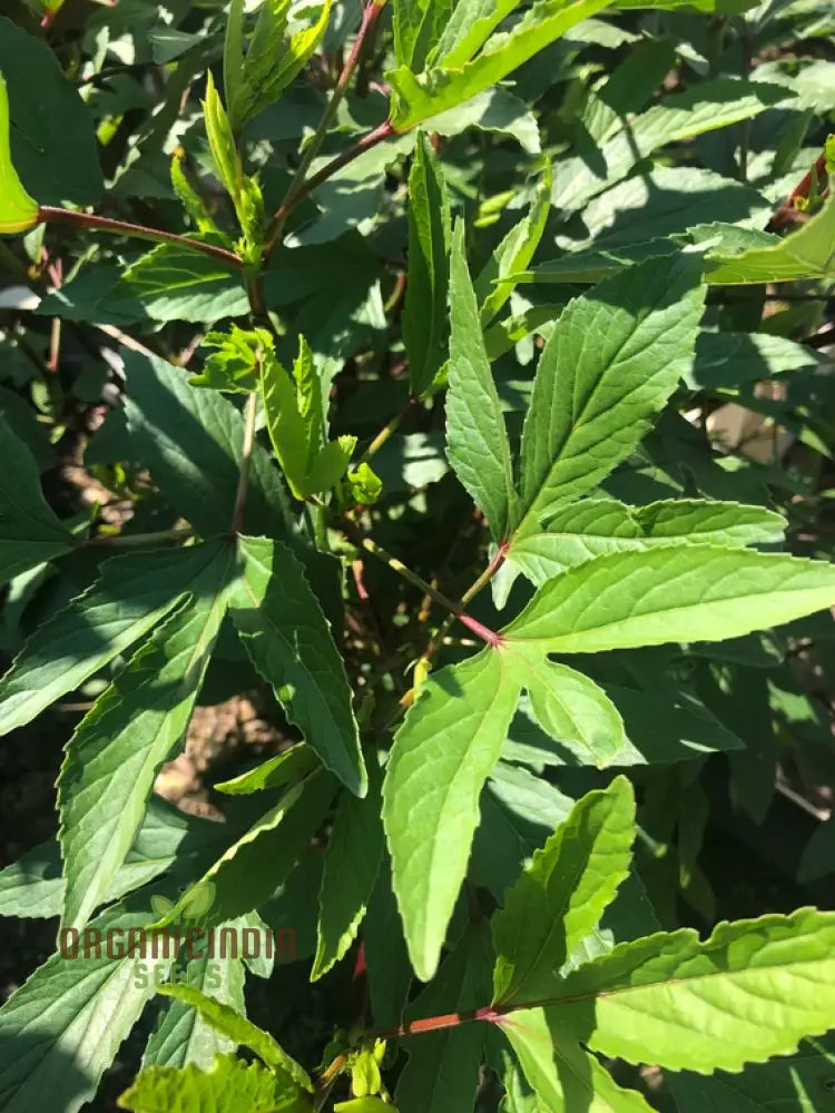 Gongura Leaves Seeds For Planting - High-Quality Your Garden