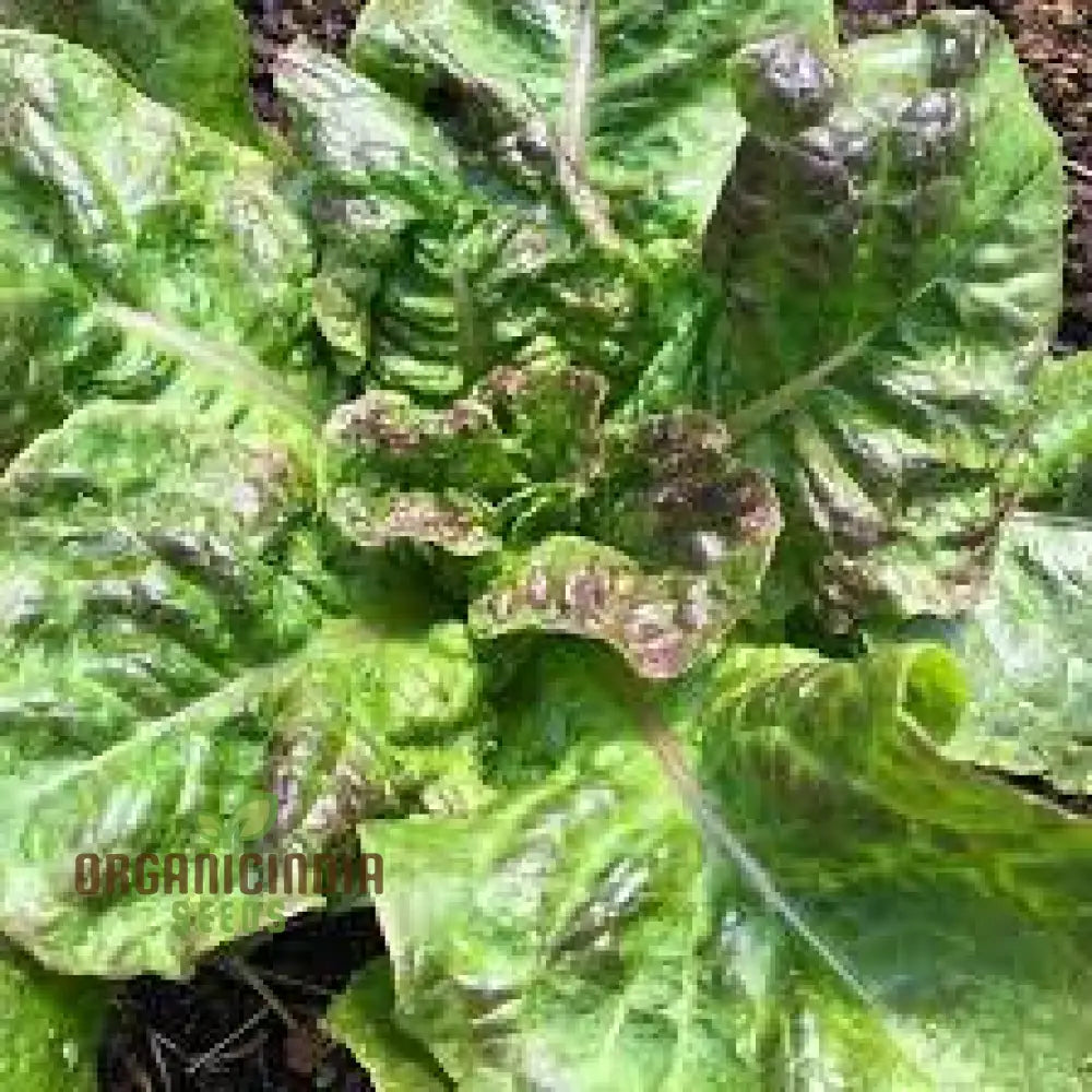 Goose Lettuce Seeds For Bountiful Gardening Delights