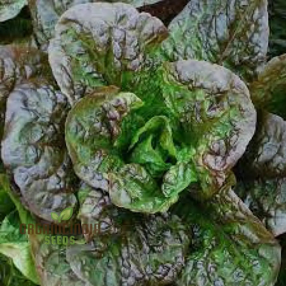 Goose Lettuce Seeds For Bountiful Gardening Delights