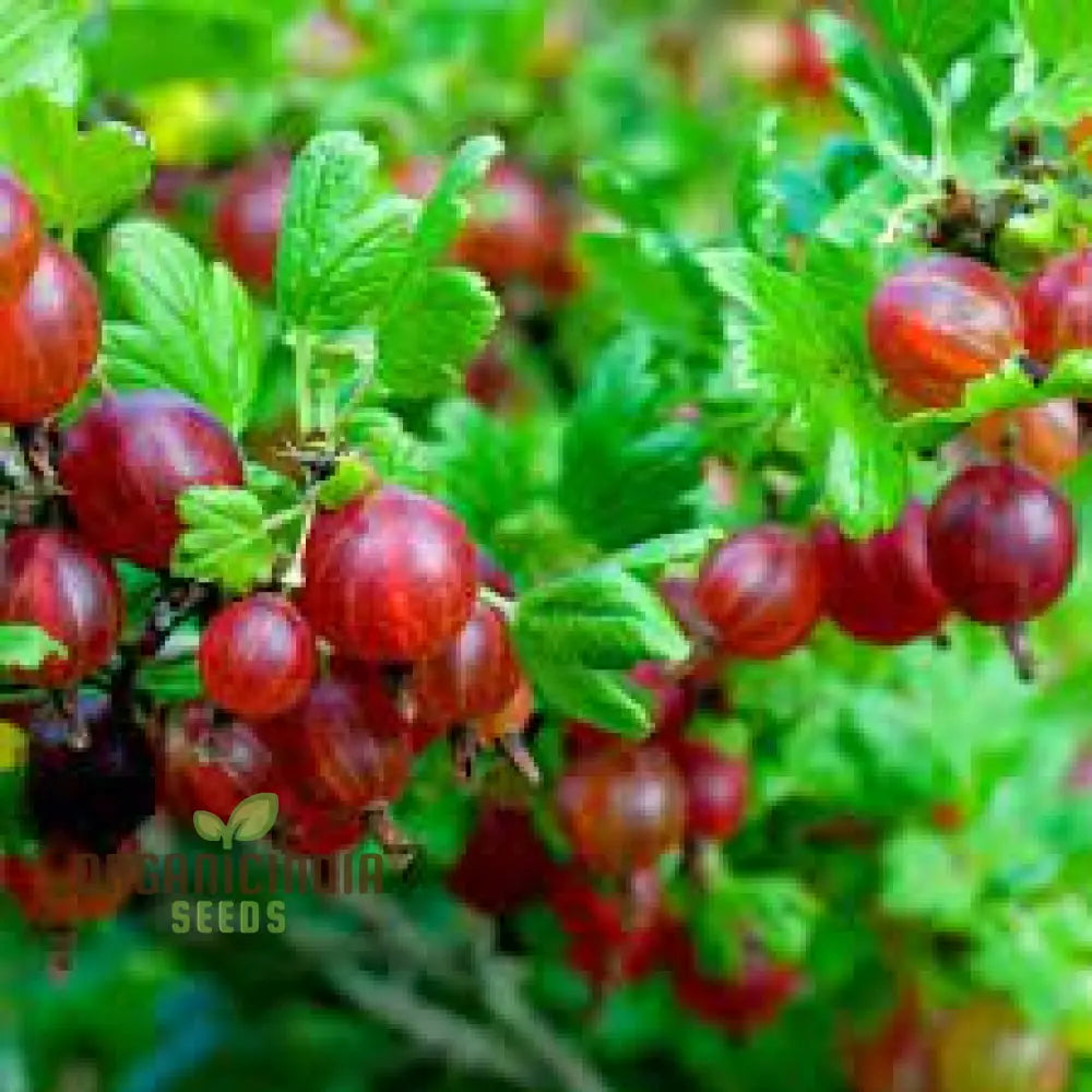 Gooseberry Hinnonmaki (Dessert) Seeds - Perfect For Gardening Enthusiasts Grow Delicious Sweet