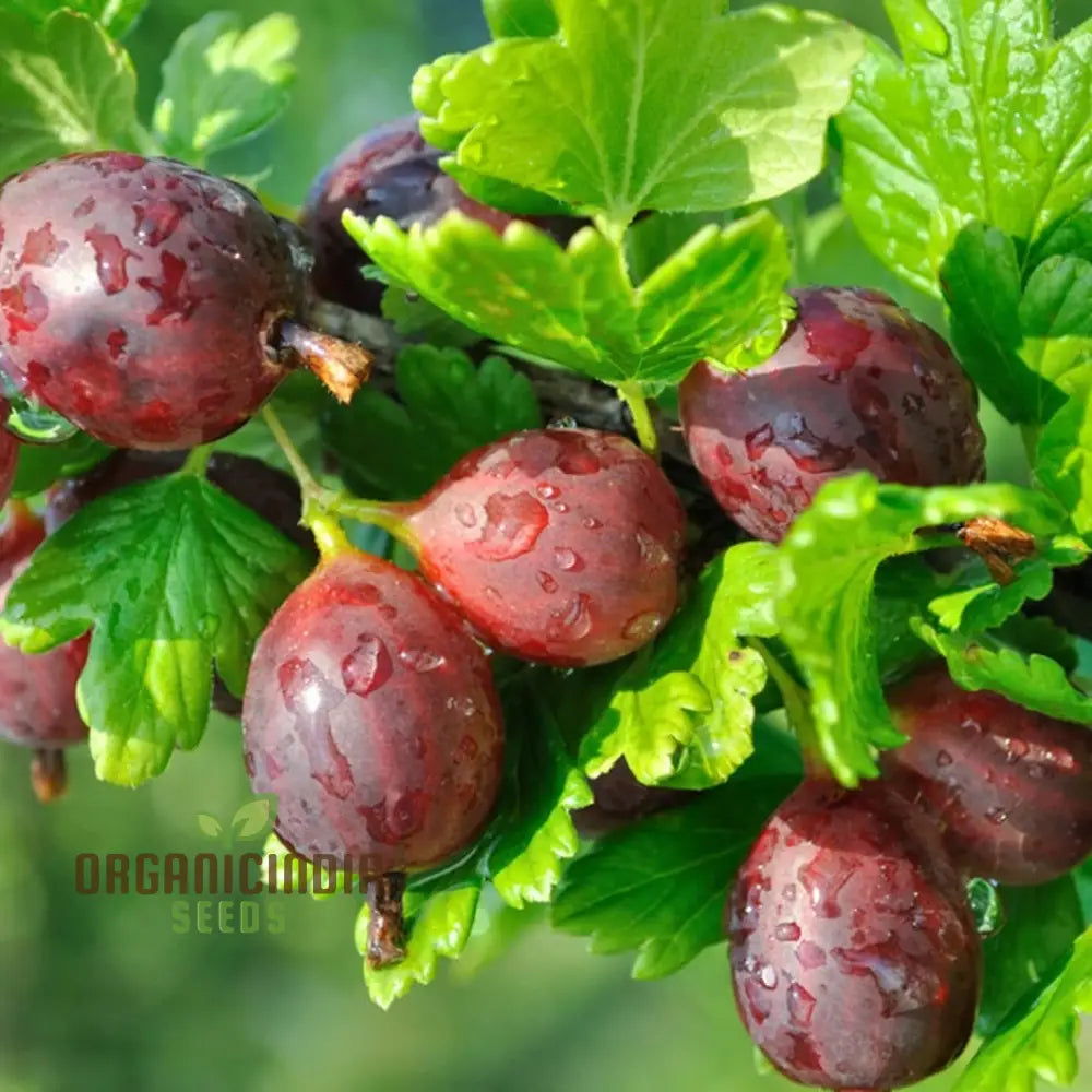 Gooseberry Hinnonmaki (Dessert) Seeds - Perfect For Gardening Enthusiasts Grow Delicious Sweet