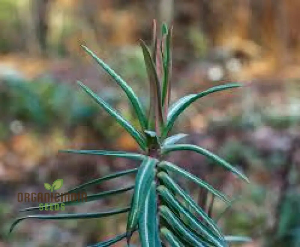 Gopher Purge Plant Seeds Where To Buy Seedlings For Sale Spurge