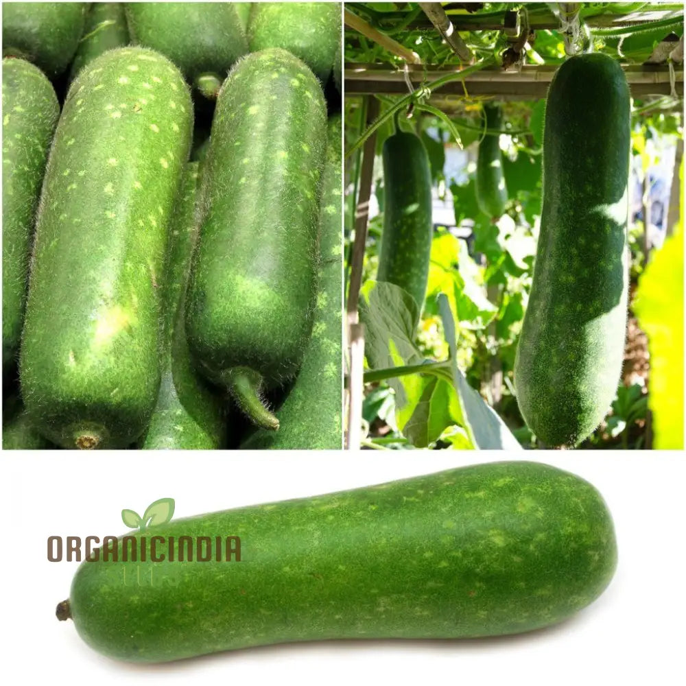 Gourd - Lai Jud F1 Seeds For Planting And Gardening | Buy Organic Online