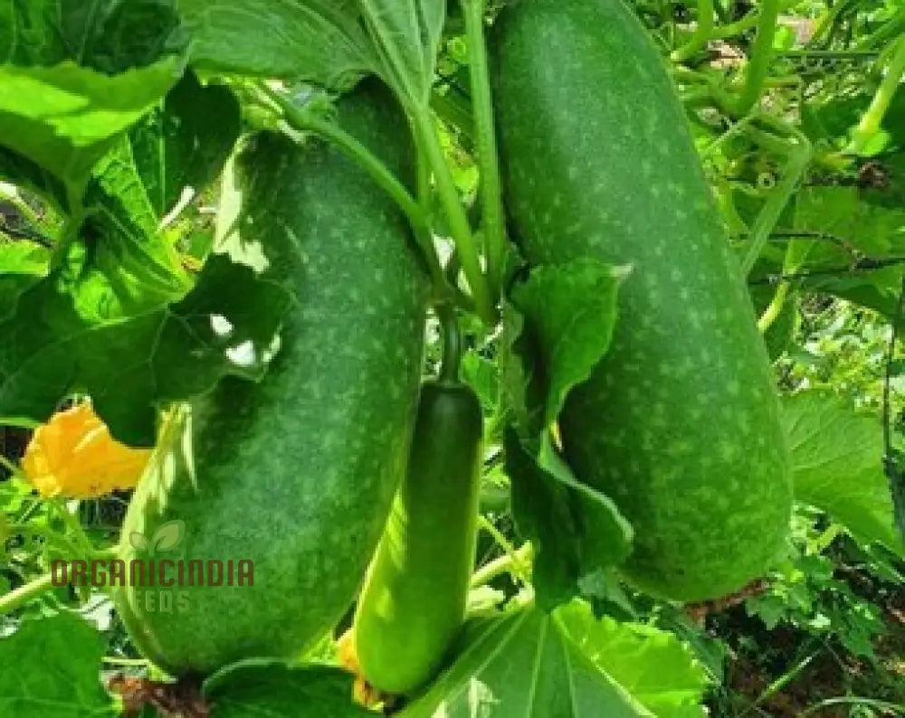 Gourd - Lai Jud F1 Seeds For Planting And Gardening | Buy Organic Online