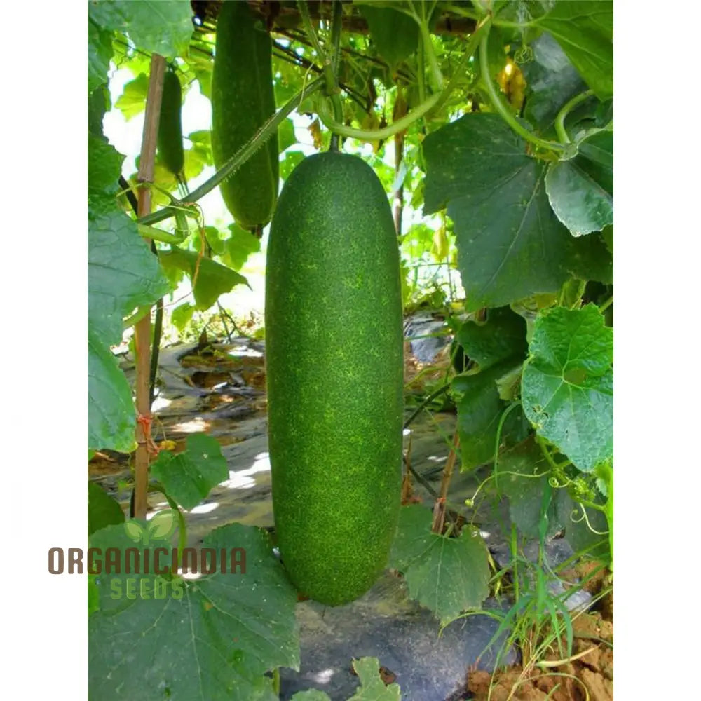 Gourd - Lai Jud F1 Seeds For Planting And Gardening | Buy Organic Online