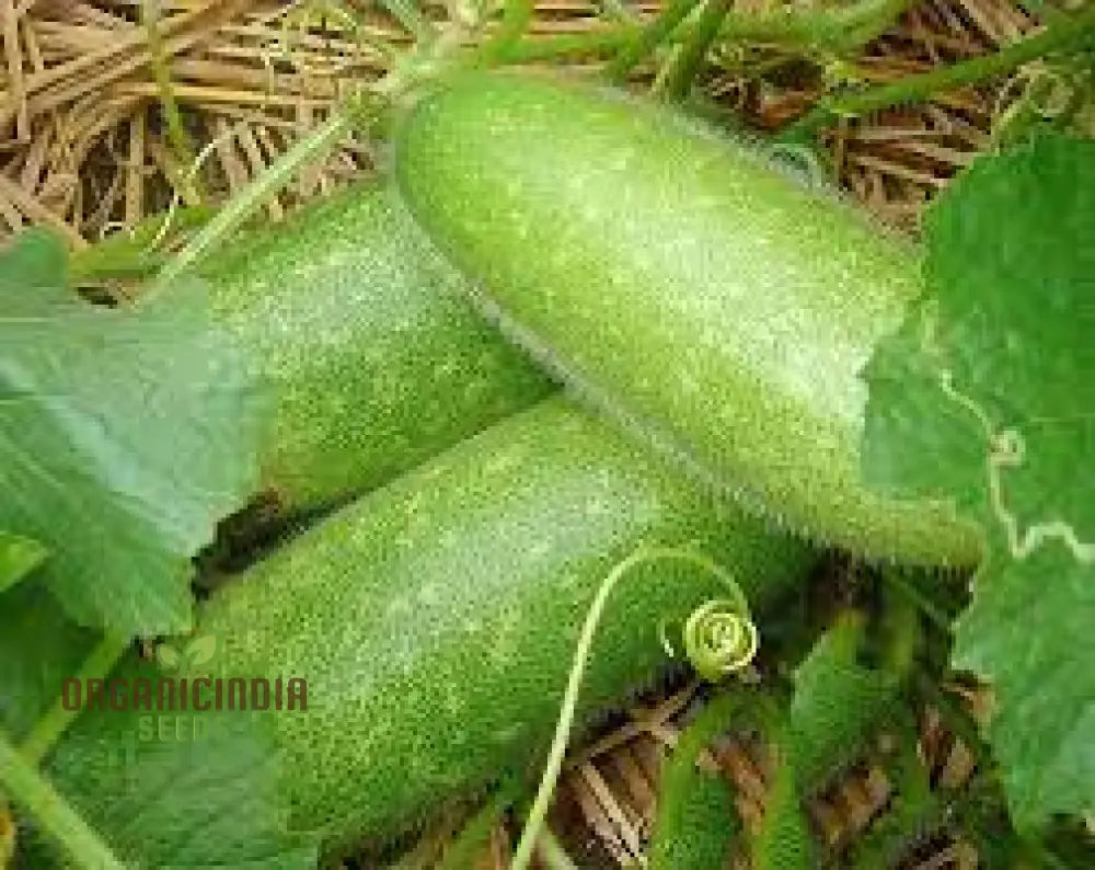 Gourd - Lai Jud F1 Seeds For Planting And Gardening | Buy Organic Online