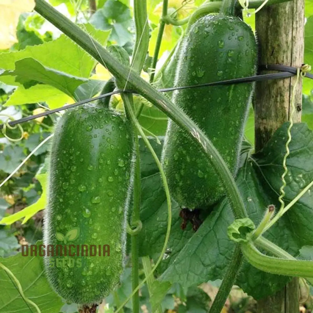 Gourd - Lai Jud F1 Seeds For Planting And Gardening | Buy Organic Online