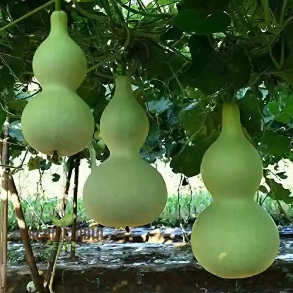 Gourd - Tiny Bottle Seeds | Perfect For Planting & Gardening Premium Quality Your Home Garden