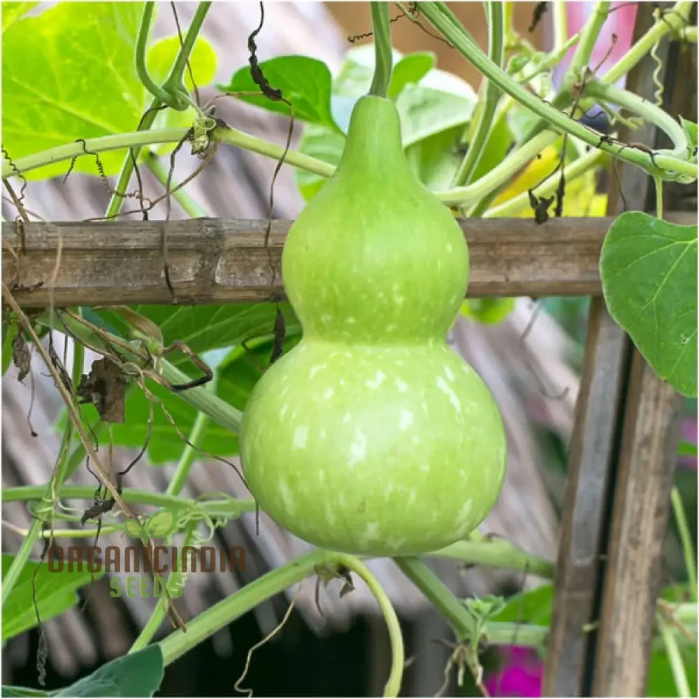 Gourd - Tiny Bottle Seeds | Perfect For Planting & Gardening Premium Quality Your Home Garden