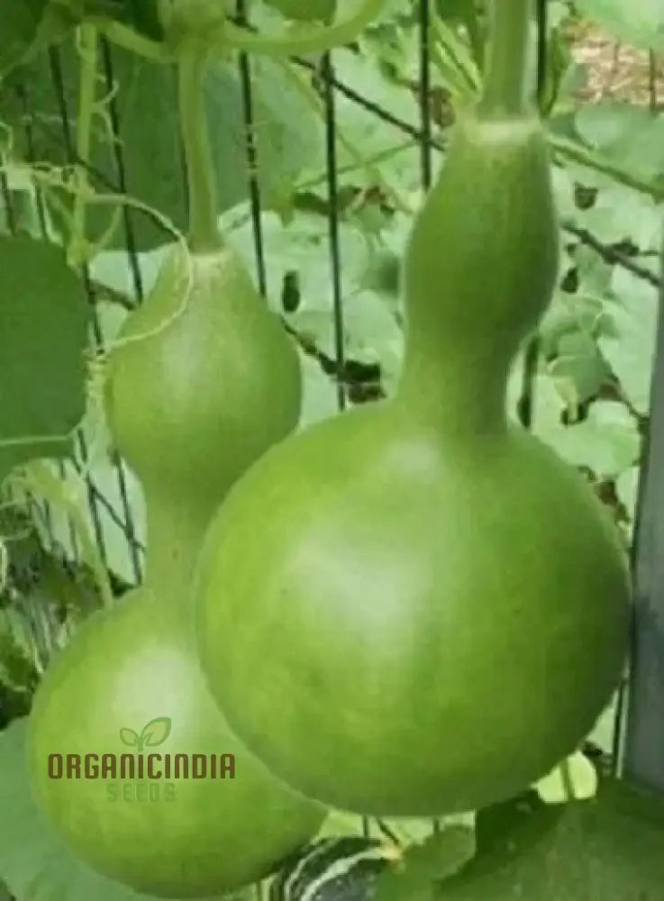 Gourd - Tiny Bottle Seeds | Perfect For Planting & Gardening Premium Quality Your Home Garden