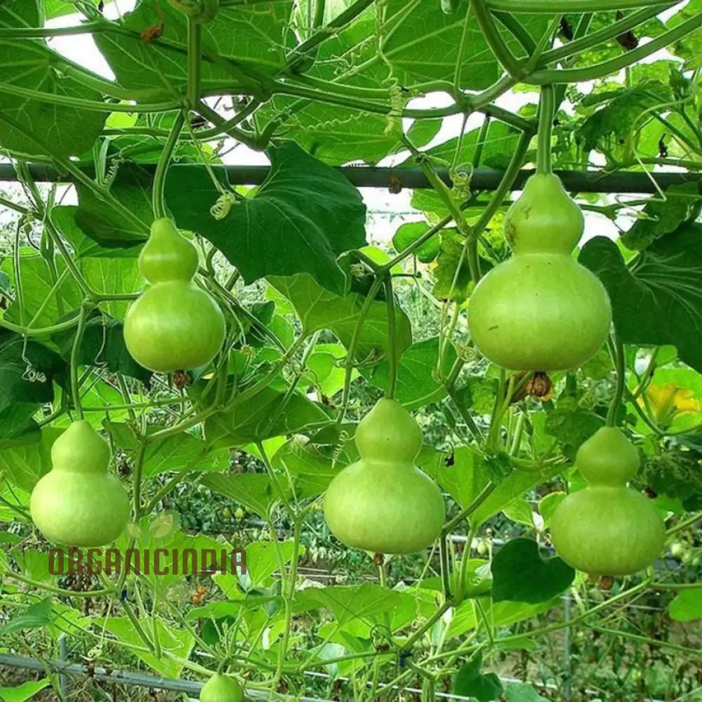 Gourd - Tiny Bottle Seeds | Perfect For Planting & Gardening Premium Quality Your Home Garden