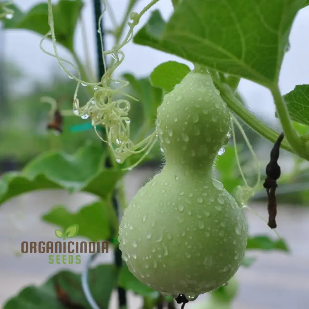 Gourd - Tiny Bottle Seeds | Perfect For Planting & Gardening Premium Quality Your Home Garden