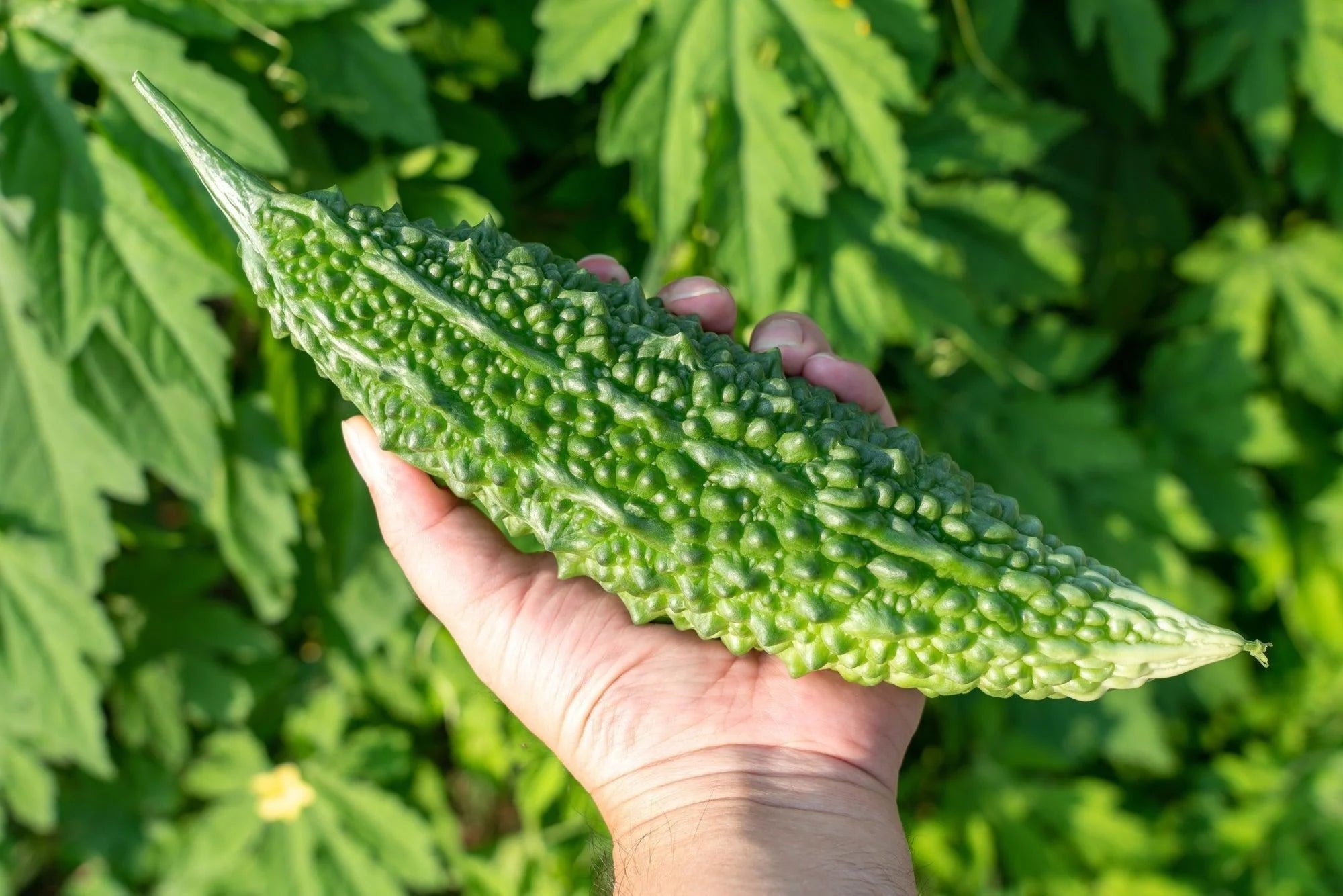 Bittermelone Japanische Langsamen - Premiumqualität für Gartenfreunde