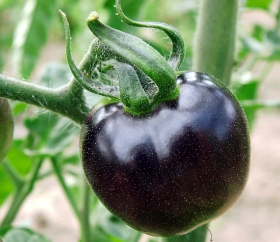 Tomato Peruvianum Seeds for Exceptional Gardening - Buy High-Quality Seeds for Your Garden Today