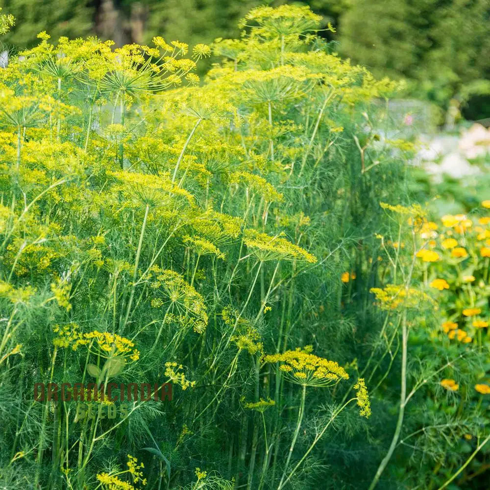 Grandma Einck’s Delightful Dill Seeds - Premium Heirloom Variety For Thriving Herb Gardens And