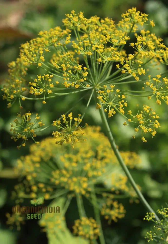 Grandma Einck’s Delightful Dill Seeds - Premium Heirloom Variety For Thriving Herb Gardens And