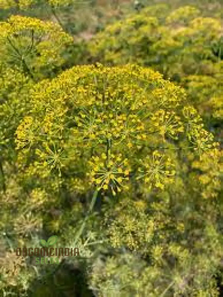 Grandma Einck’s Delightful Dill Seeds - Premium Heirloom Variety For Thriving Herb Gardens And