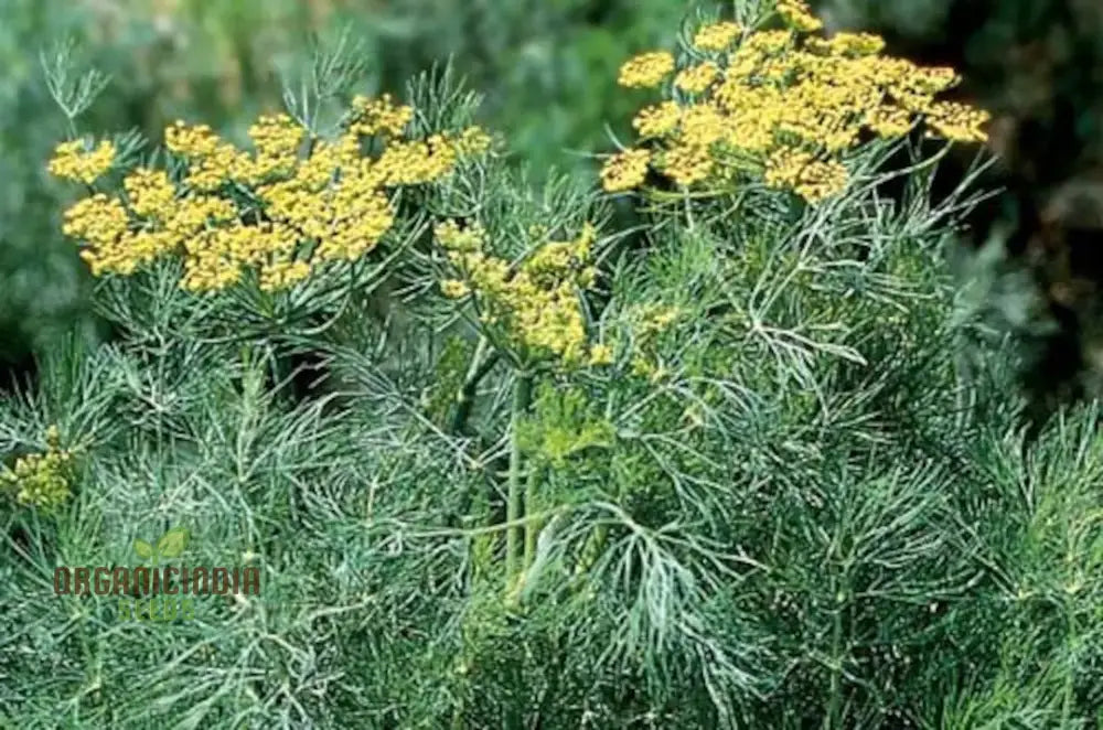 Grandma Einck’s Delightful Dill Seeds - Premium Heirloom Variety For Thriving Herb Gardens And