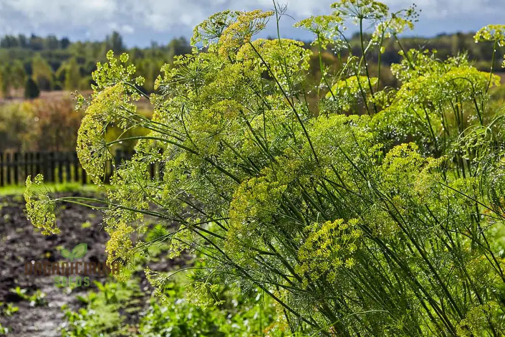 Grandma Einck’s Delightful Dill Seeds - Premium Heirloom Variety For Thriving Herb Gardens And