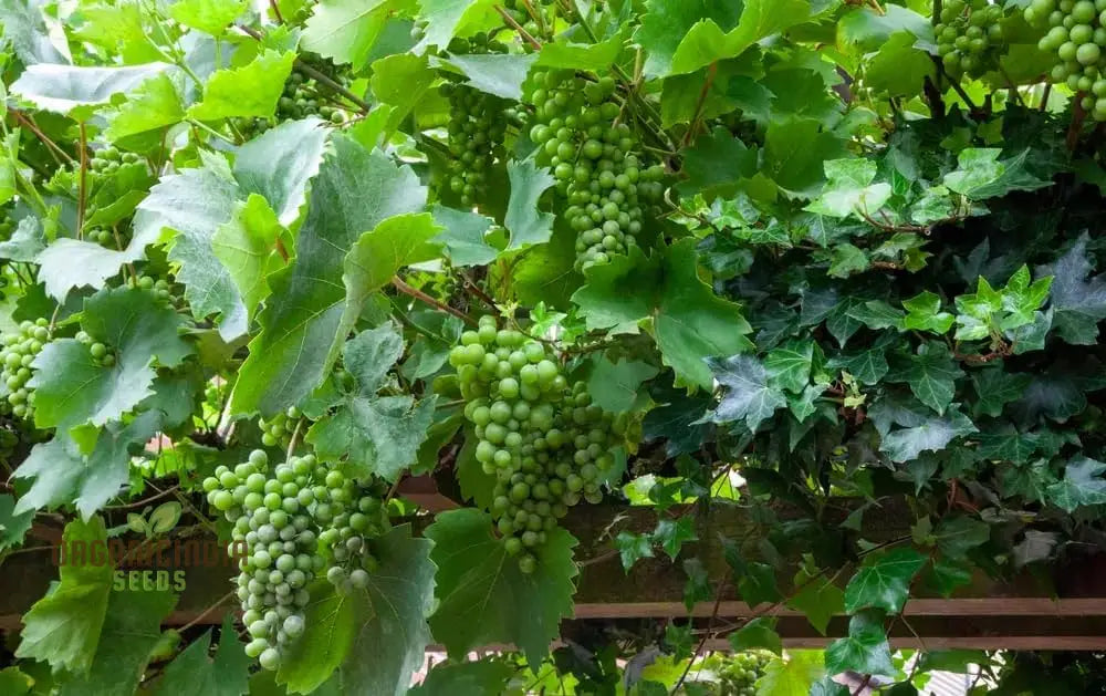 Grape Vine Fruit Seeds For Planting - Premium Quality Grapevine