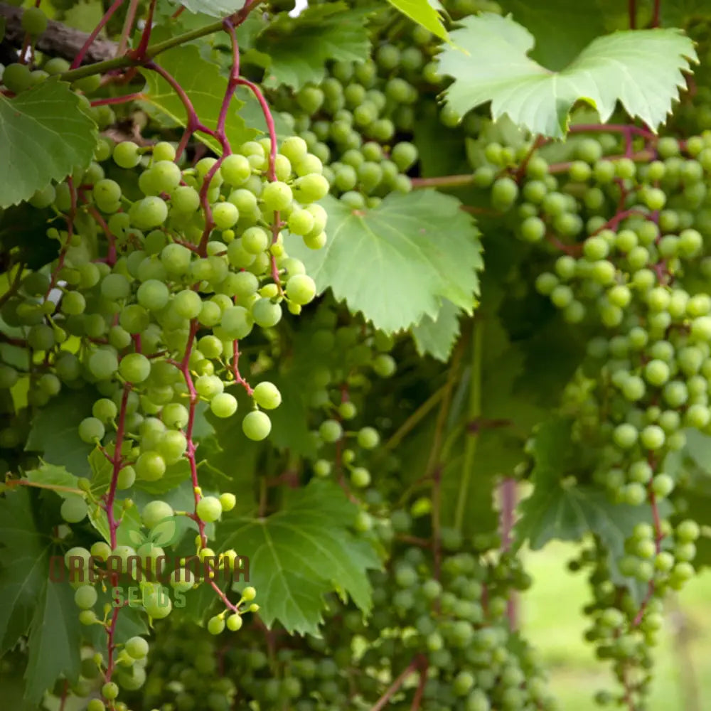 Grape Vine Fruit Seeds For Planting - Premium Quality Grapevine