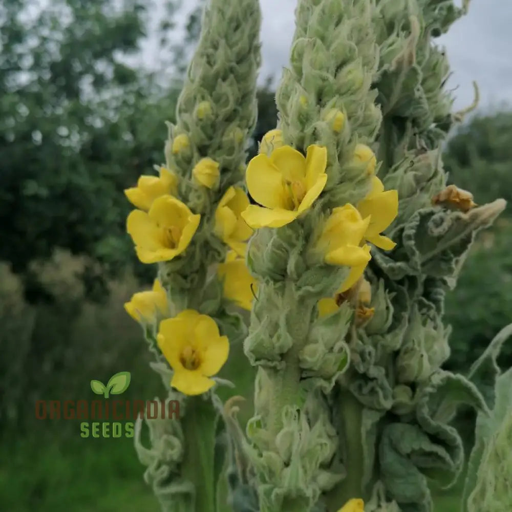 Great Mullein Flower Seeds For Planting: The Ultimate Guide To Growing And Caring For This Majestic