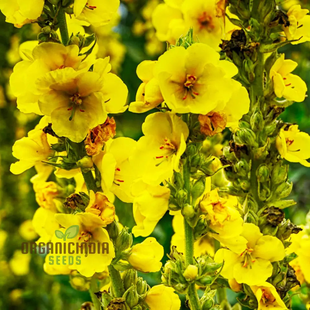 Great Mullein Flower Seeds For Planting: The Ultimate Guide To Growing And Caring For This Majestic